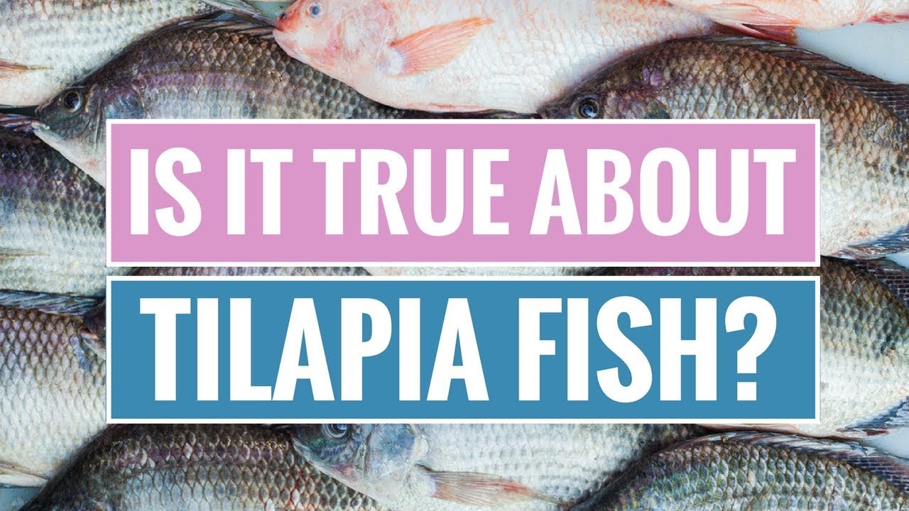 Tilapia Fish: Benefits and Dangers 