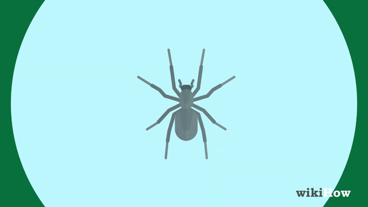 How to Get Rid of Spiders in the House 