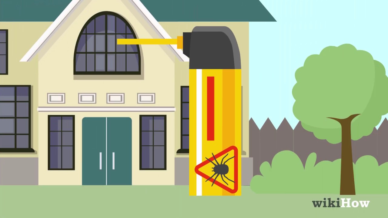 How to Get Rid of Spiders in the House 