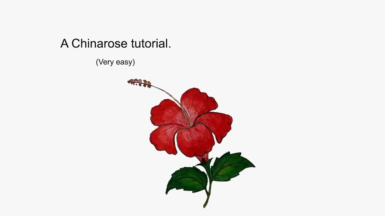 How to draw hibiscus flower. 