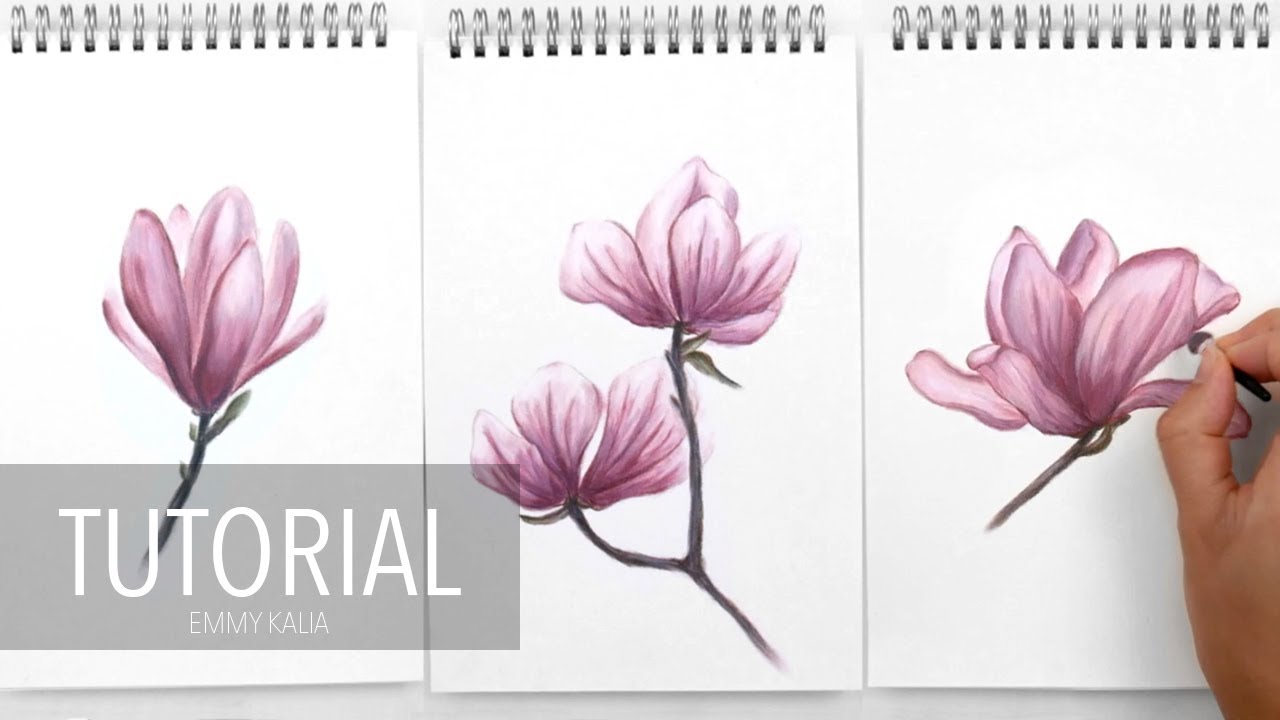 How to draw Flowers with Panpastel and Colored pencils 