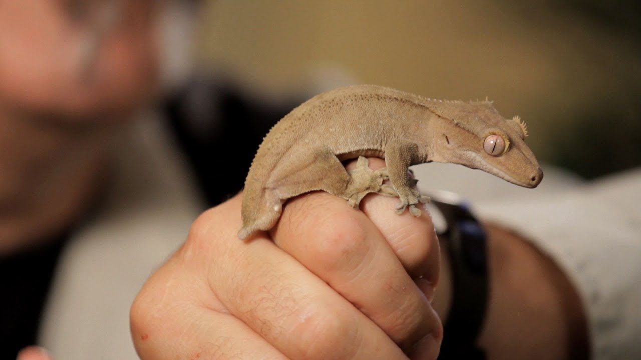 4 Care Tips for Crested Geckos | Pet Reptiles 