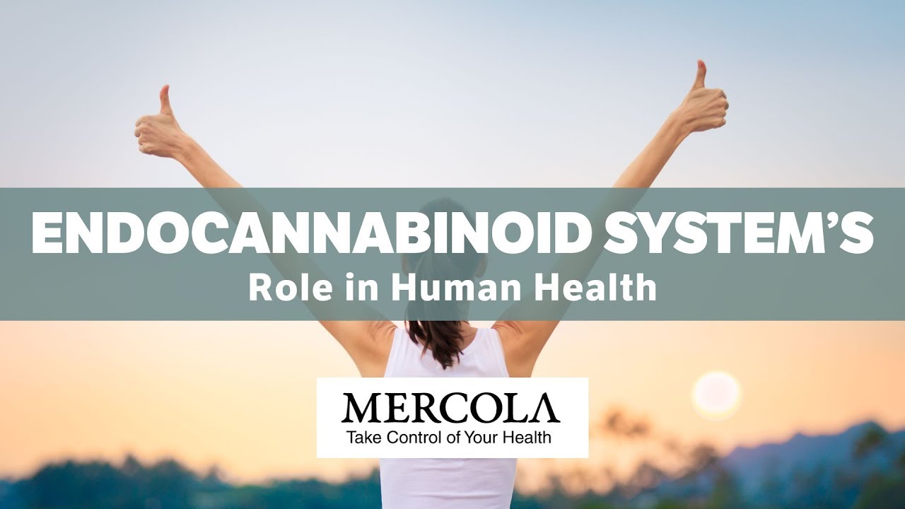 Dr. Mercola Interviews Carl Germano on the Endocannabinoid System’s Role in Human Health 