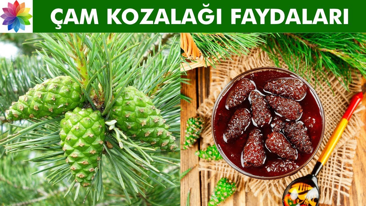 Çam Kozalağının Faydaları / Çam Kozalağı Suyu Nasıl Yapılır? 