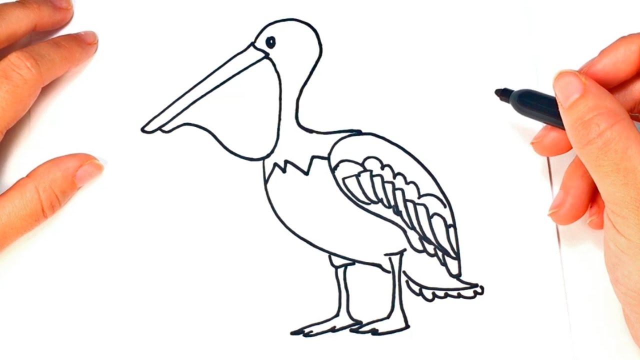 How to draw a Pelican for Kids | Pelican Easy Draw Tutorial 