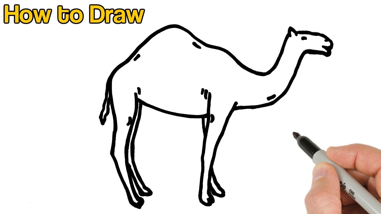 How to Draw a Camel Easy animals drawings for beginners