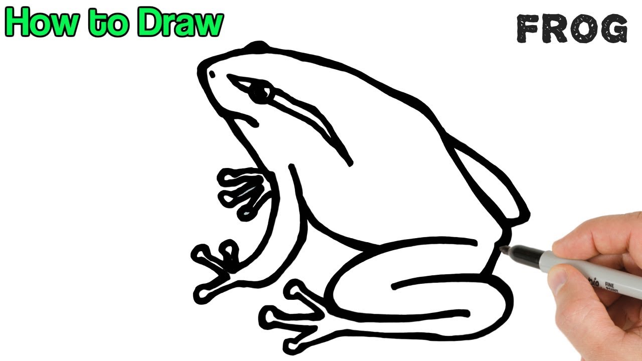 How to Draw a Frog Easy | Animals Drawings for beginners 
