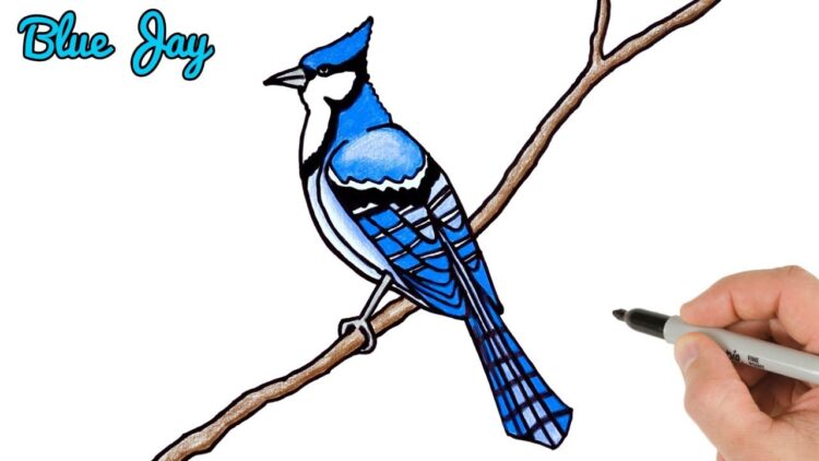 how to draw blue jay bird easy  drawing and coloring art