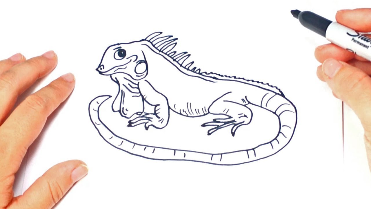 How to draw a Iguana Step by Step | Iguana Drawing Lesson 
