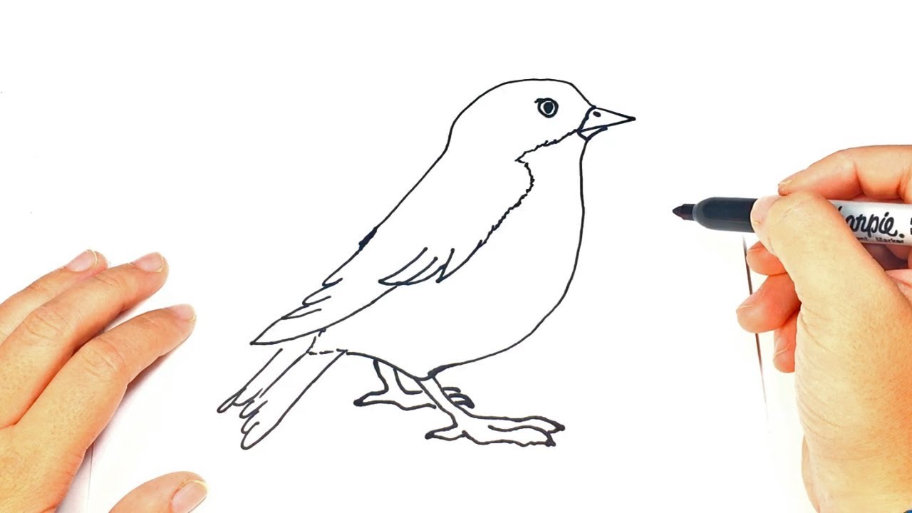 How to draw a Bird Bird Easy Draw Tutorial