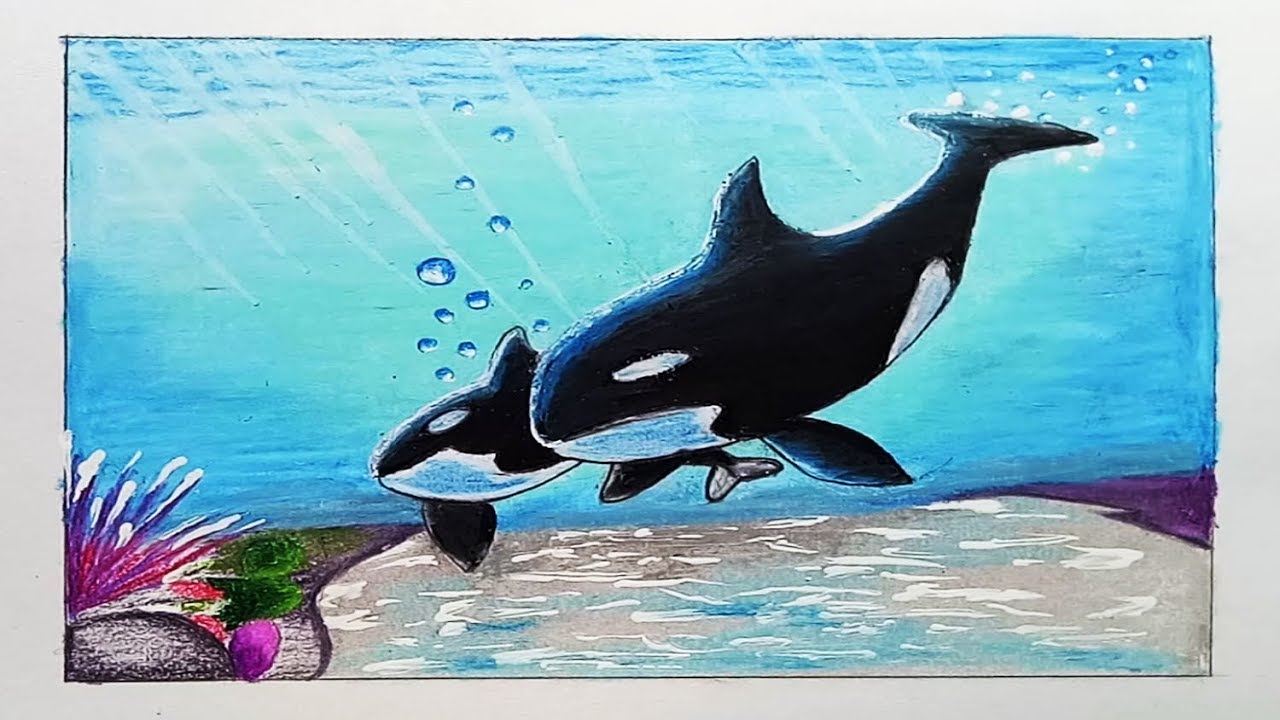 How to draw orca/killerwhale with Oil Pastel.Step by step(easy draw)