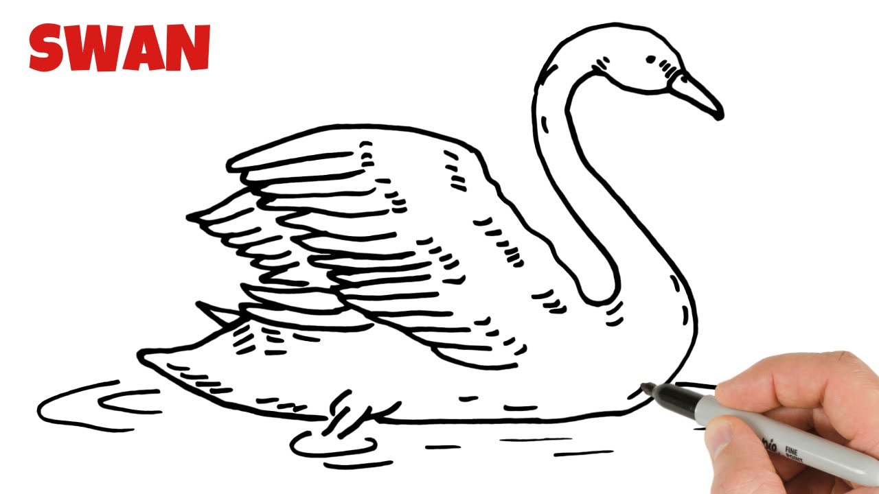 How to Draw Swan Easy Step by Step 