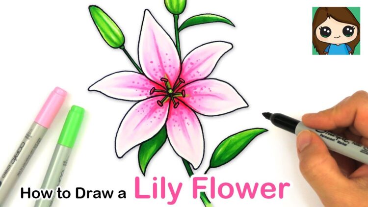 How To Draw A Lily Flower Easy - roblox music id lily