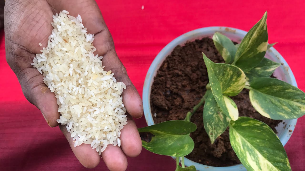 Use Rice Water For any plants as Natural Fertilizer|Rice water for plant growth |Homemade Fertilizer 