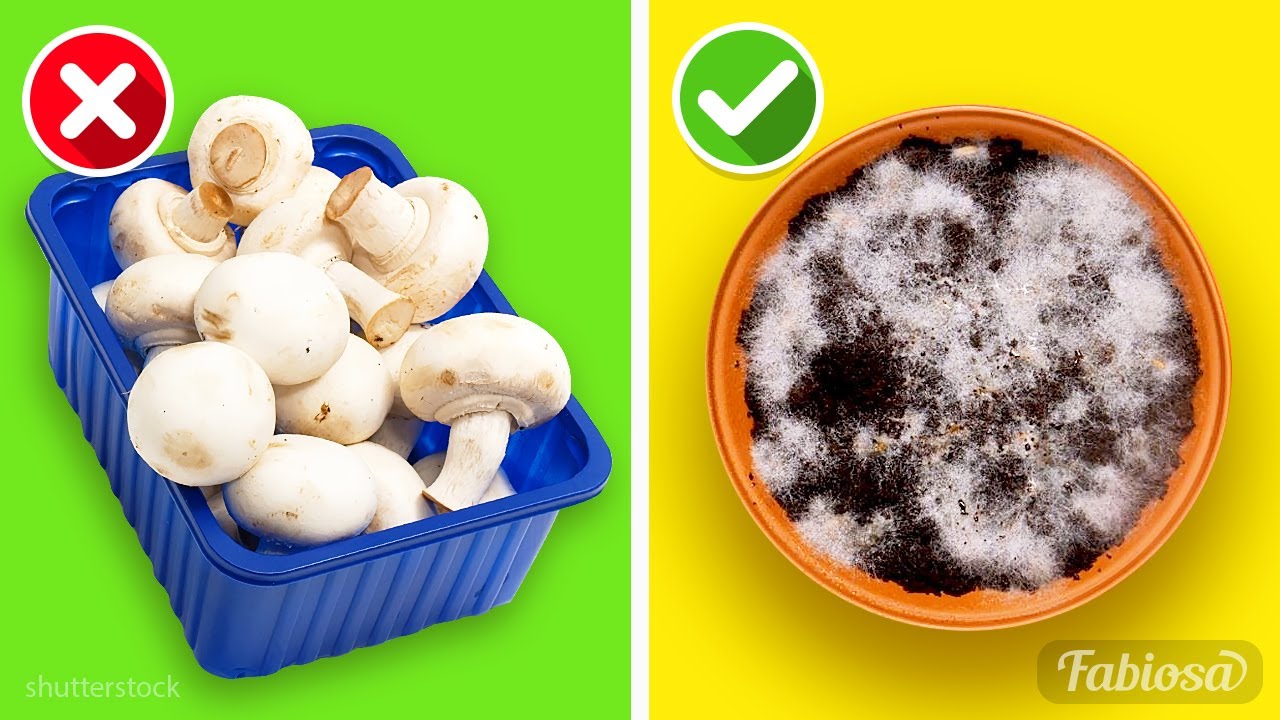 How to grow mushrooms at home? Try our 2 simple methods! | Life hacks 