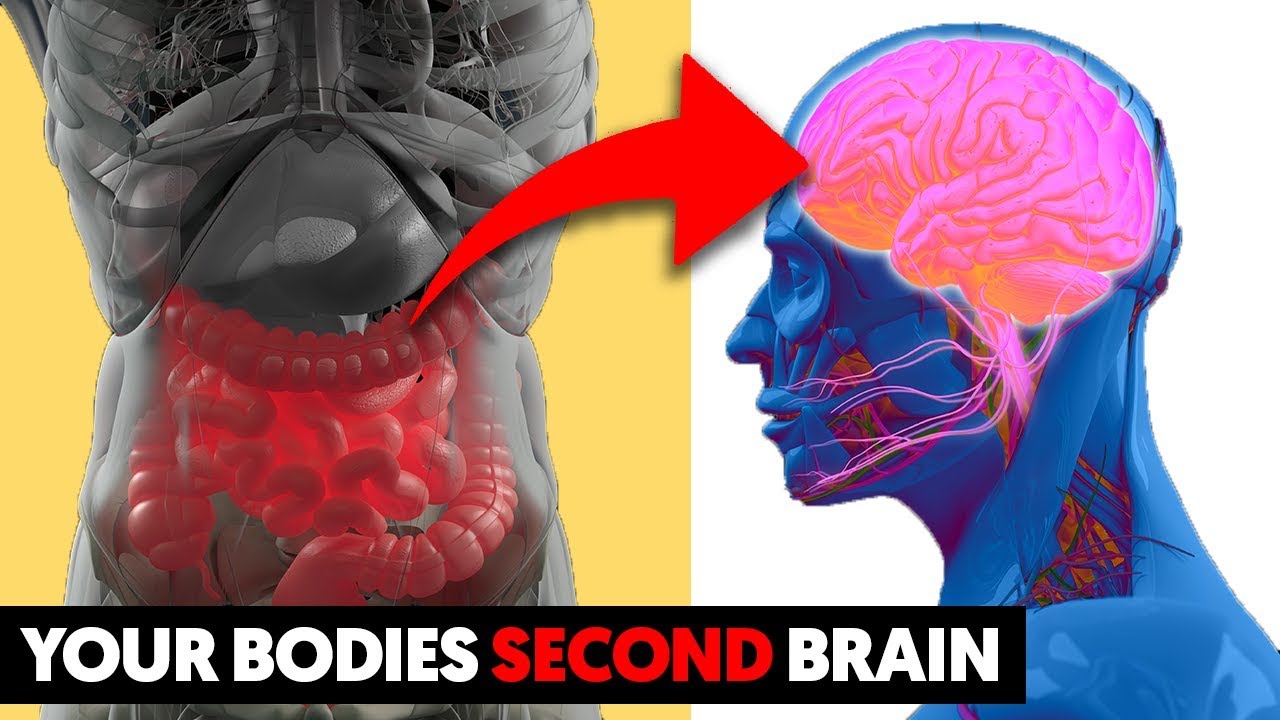 Your Body Has a Second Brain – Here is How It Impacts Your Health 