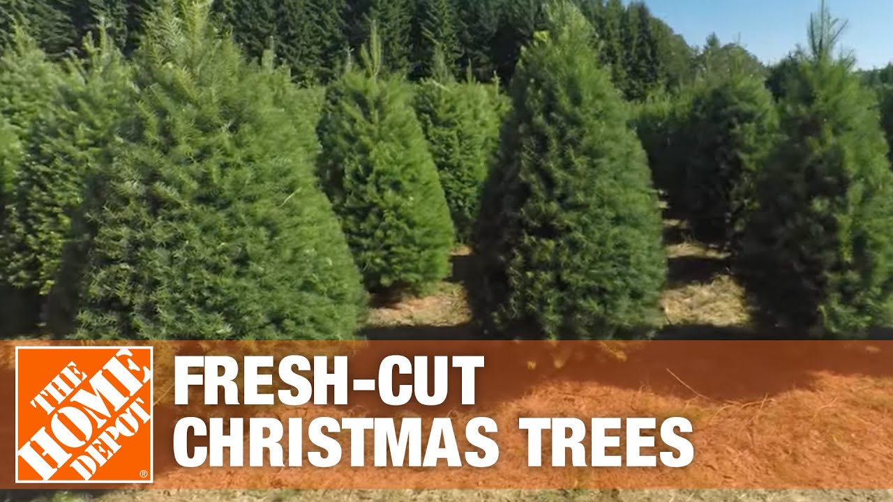 Where Fresh-Cut Christmas Trees Come From | The Home Depot 