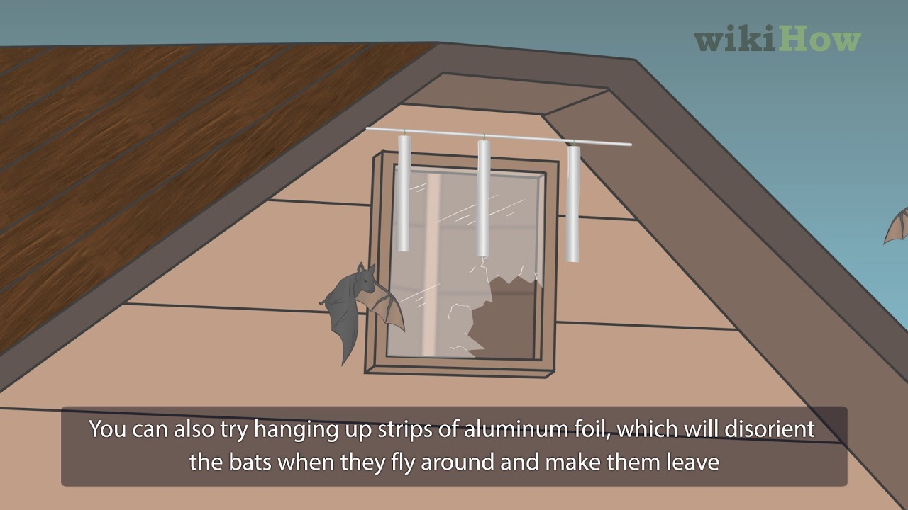 How to Get Rid of Bats 