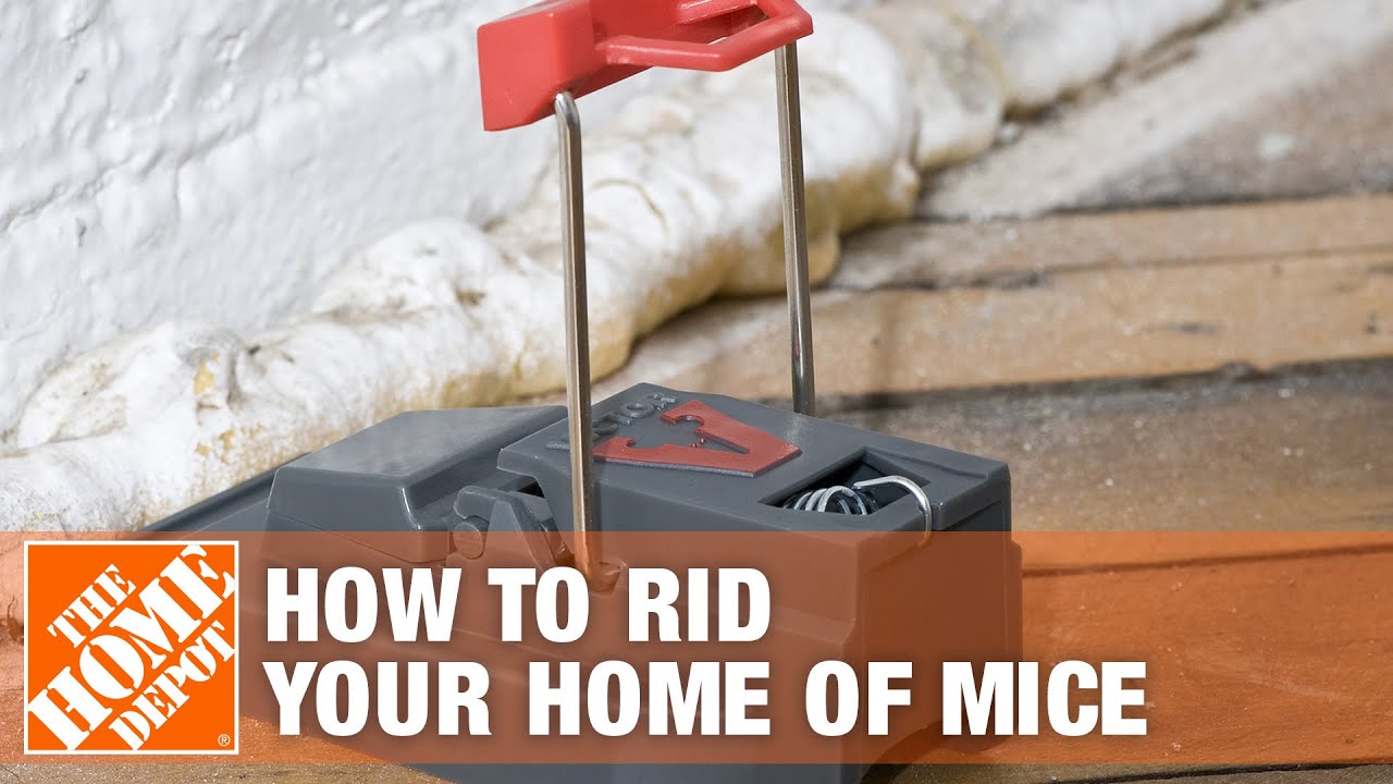 How To Rid Your Home of Mice | The Home Depot 