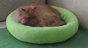 Make a Comfortable Cat Couch – DIY Crafts – Guidecentral