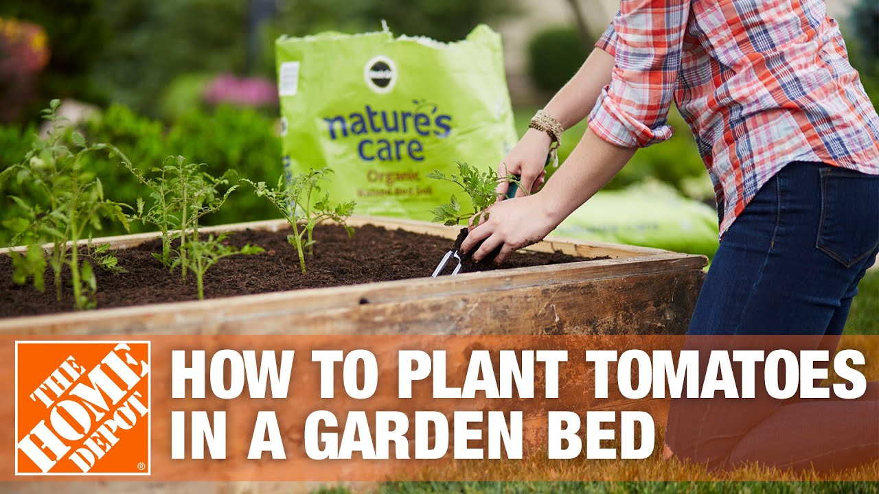 How To Plant Tomatoes in a Garden Bed | The Home Depot 