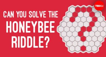 Can you solve the honeybee riddle? – Dan Finkel