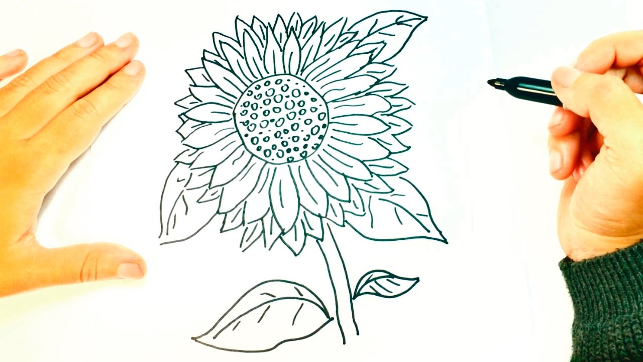 Cómo dibujar un Girasol paso a paso | Dibujo fácil de Girasol 