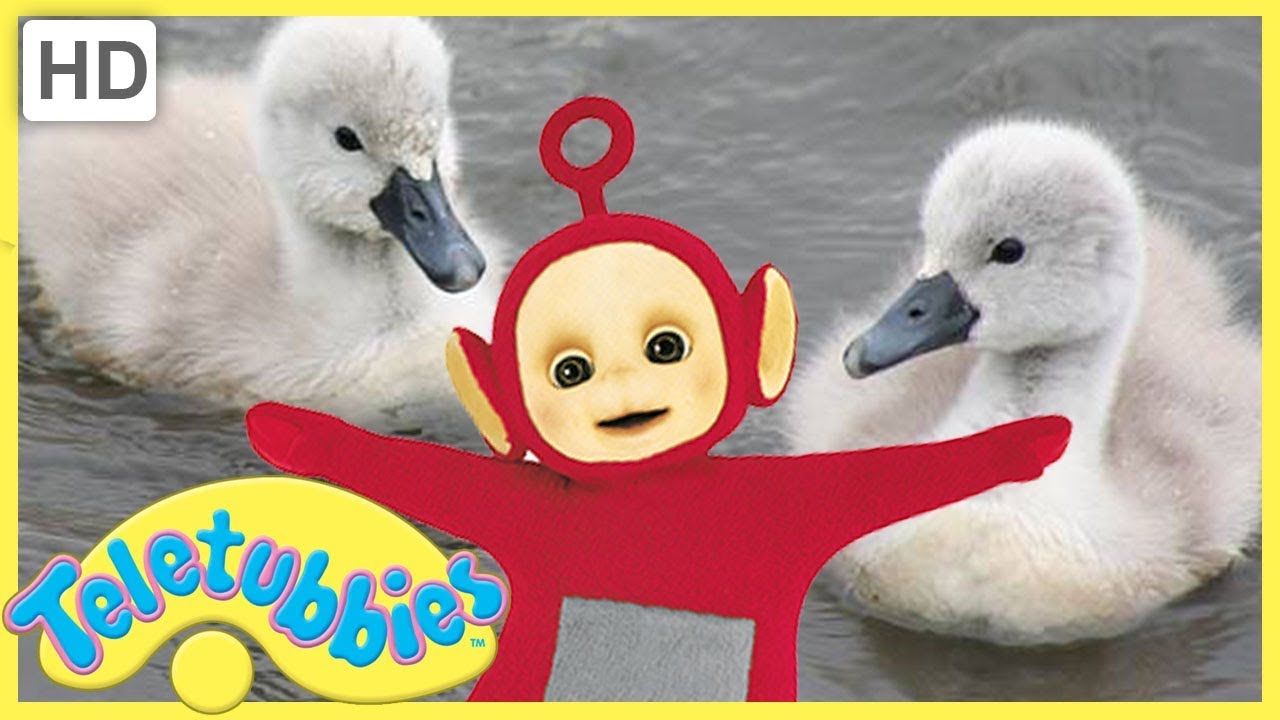 ★Teletubbies English Episodes★ Cygnets ★ Full Episode - HD (S07E161) 