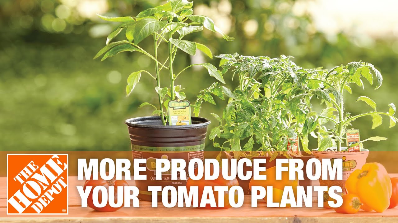 How To Get More Produce from Your Tomato Plants | The Home Depot 