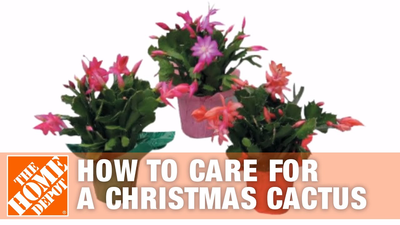 How to Care for Christmas Cactus | The Home Depot 