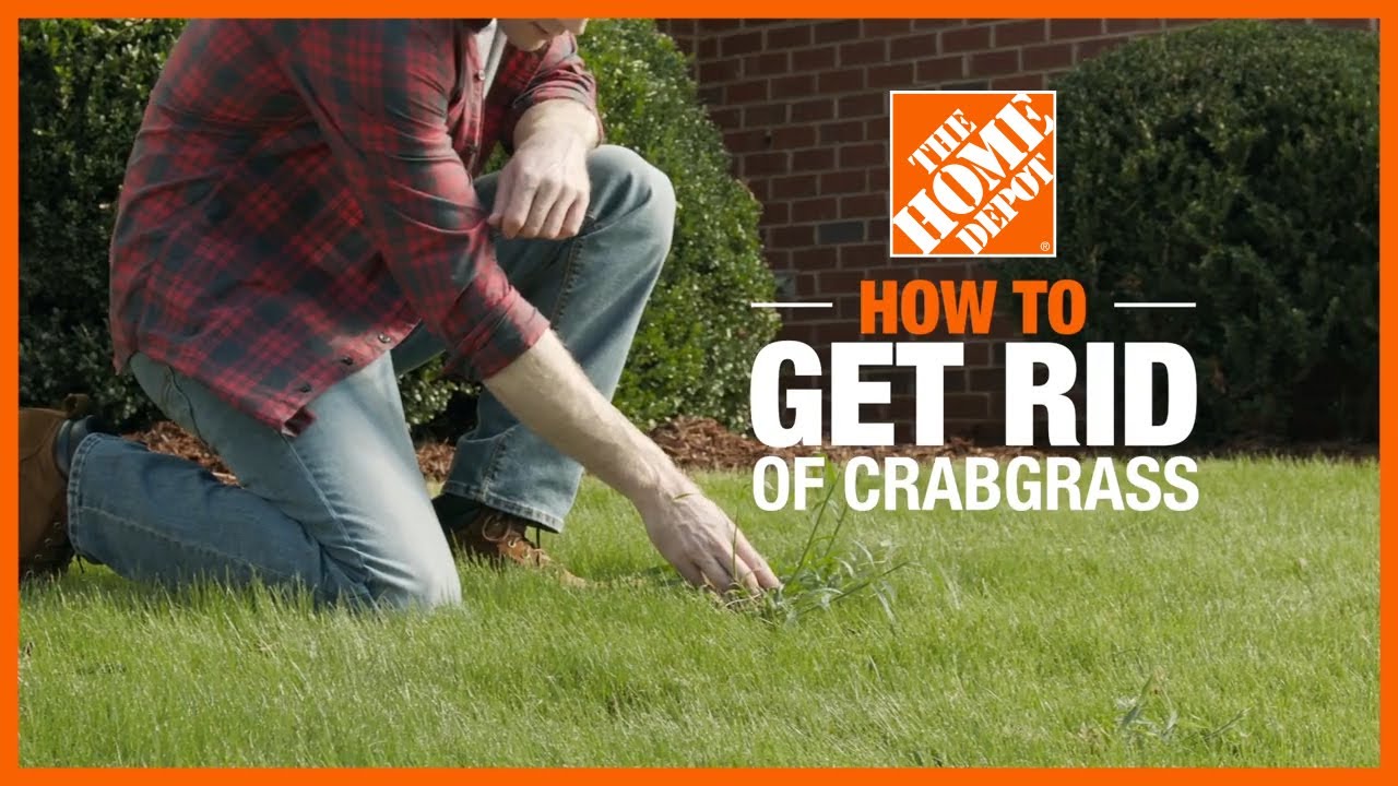 How to Get Rid of Crabgrass | Lawn Care and Maintenance | The Home Depot 2