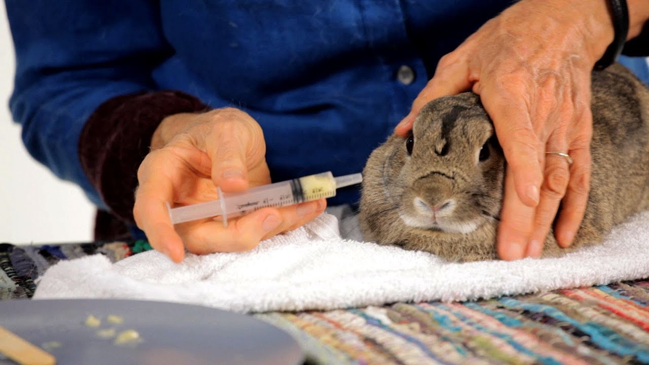How to Give a Rabbit a Pill | Pet Rabbits 