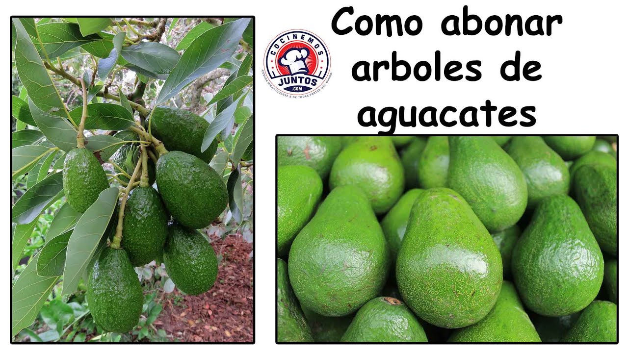 Como abonar arboles de aguacates para una buena cosecha 