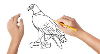 Como desenhar uma águia