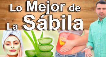 Lo Que No Sabes De La Sábila – Beneficios Del Aloe Vera Para Tu Belleza Y Salud