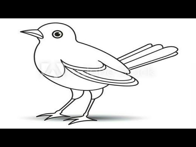 how to draw bird drawing colouring pigeon drawing parrot drawing animal easy drawing colouring house 