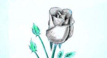 ✅ How to Draw a Rose (Realistic Rose Drawing)