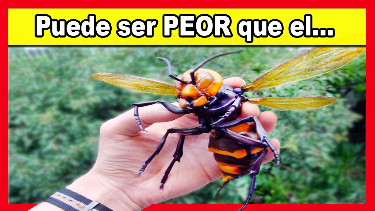 ?Lo que Nos FALTABA! Alerta por la INVASIÓN de la AVISPA en Estados UNIDOS (Avispón GIGANTE) 