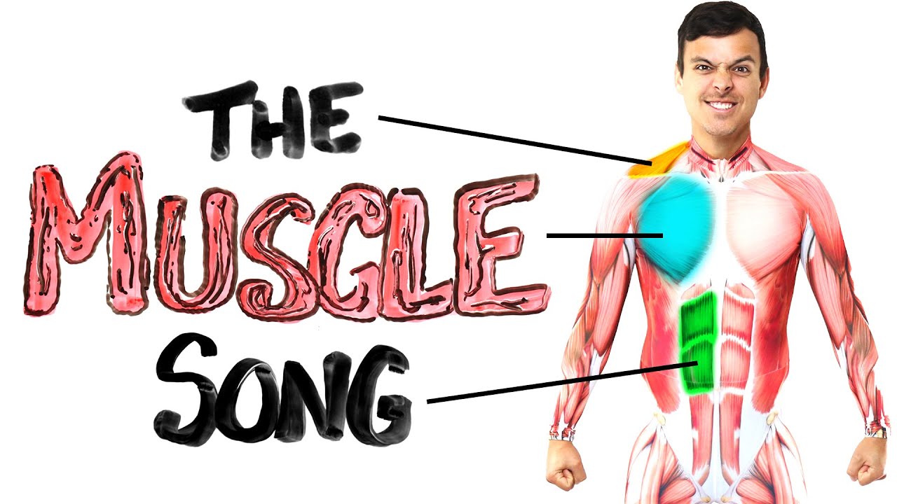 The Muscle Song (Memorize Your Anatomy) | SCIENCE SONGS 