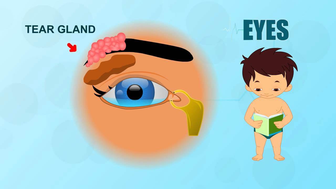 Eyes - Human Body Parts - Pre School - Animated Videos For Kids 