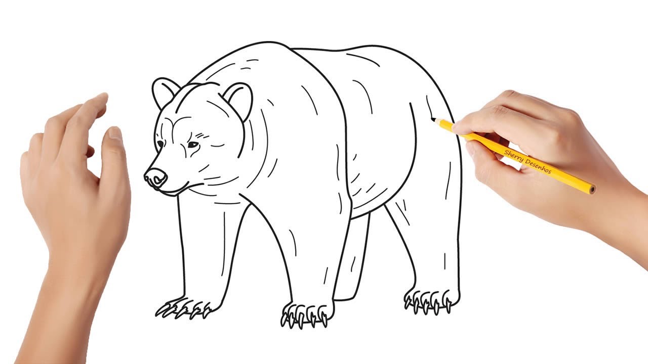 Como desenhar um urso pardo 