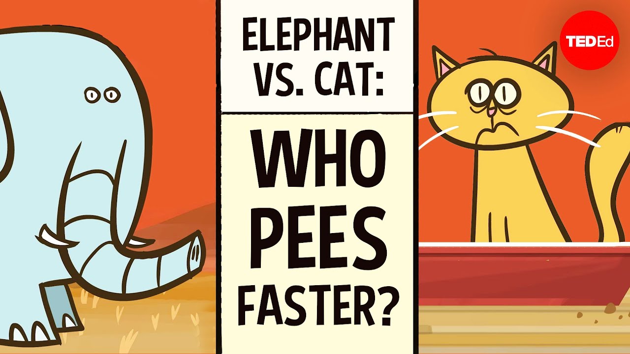 Do larger animals take longer to pee? - David L. Hu 