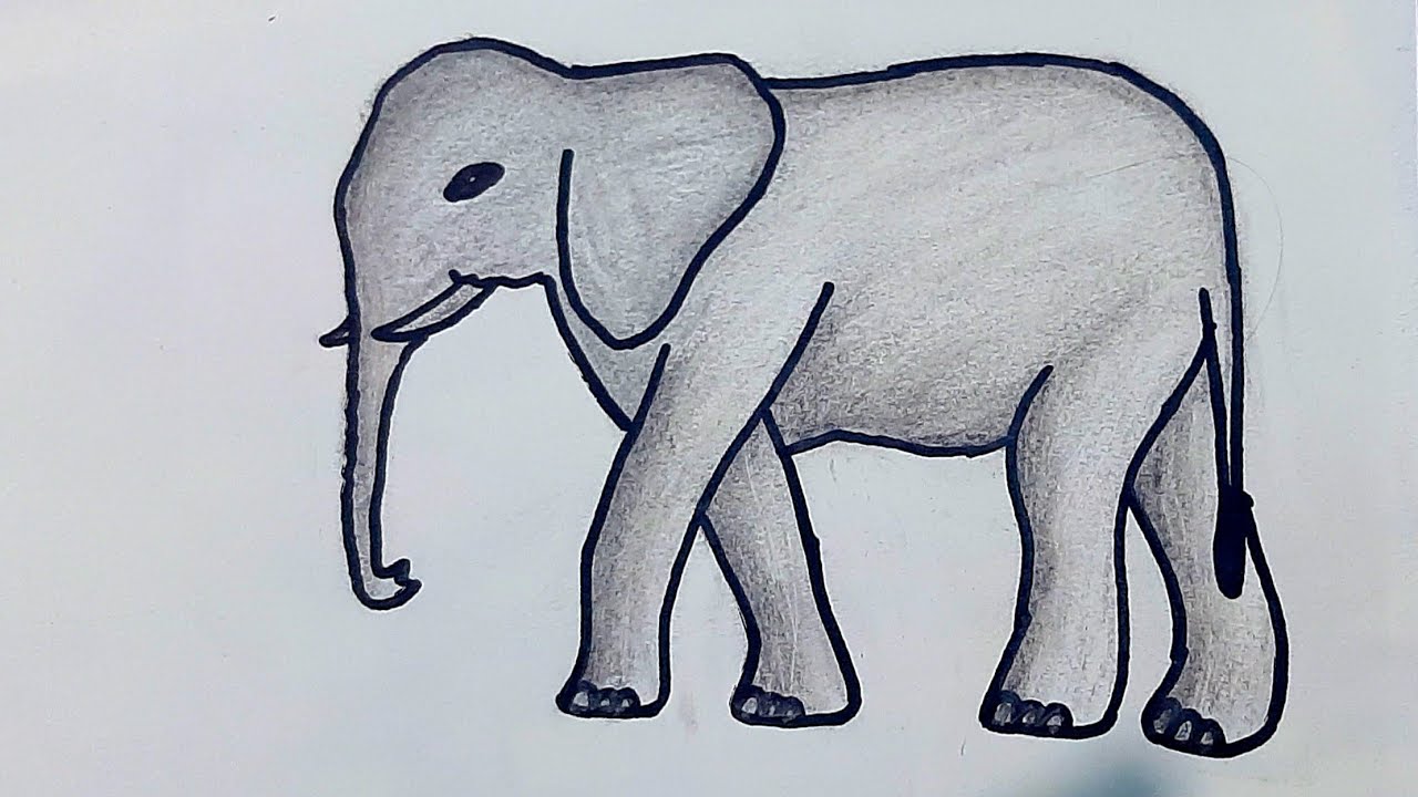 Elefant drawing pencil sketch 