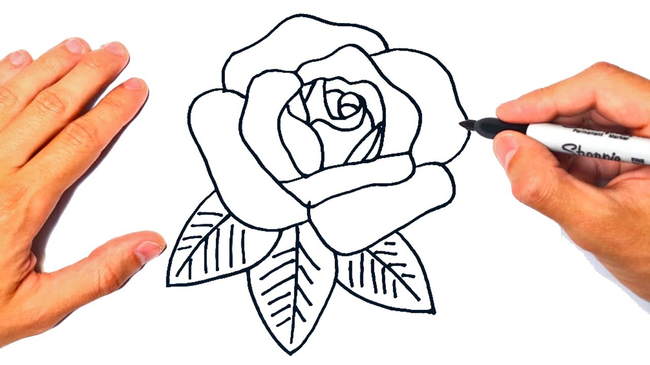 Cómo dibujar una Rosa Paso a Paso 