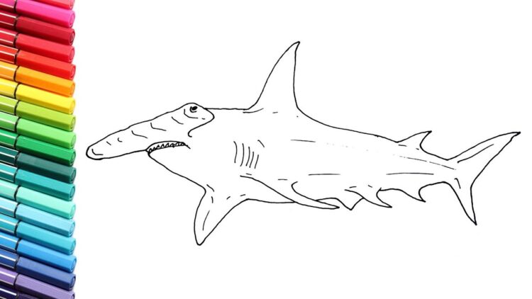 how to draw hammerhead shark  shark color pages for