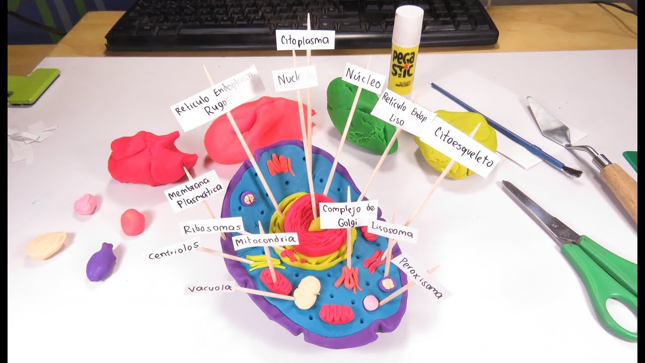 Cómo hacer la célula animal con plastilina de colores 