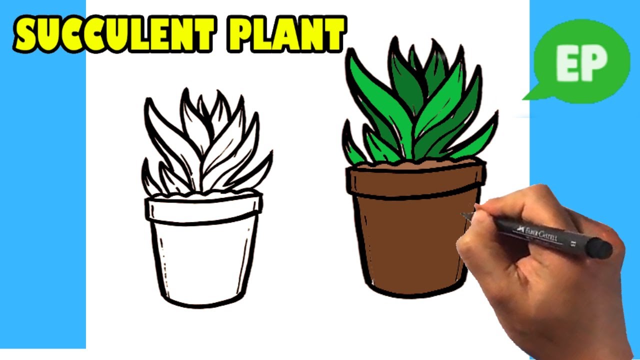 How to Draw Succulent Plant - Easy Pictures to Draw 2