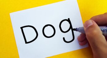 Very Easy ! How To Turn Words DOG Into Cartoon For Kids