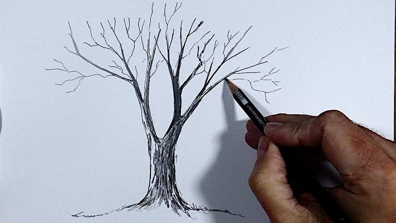 Learn How to Draw From Scratch Cap 1 How to Draw a Tree 