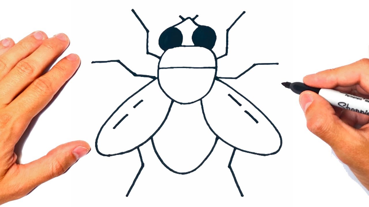 How to draw a Fly Step by Step | Drawing a Fly 